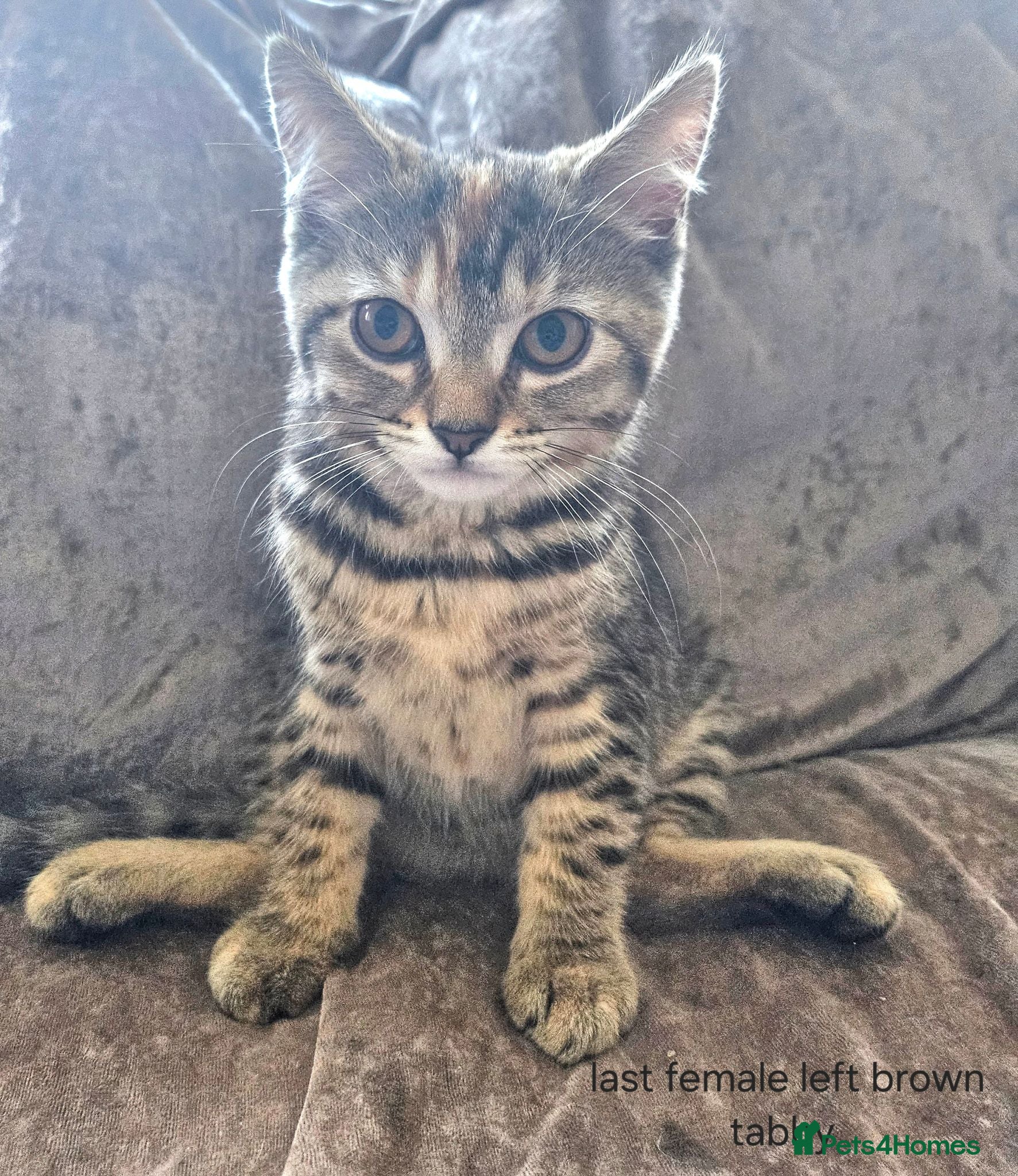 Mixed Breed cats British blue shorthair crossed tabby female    - Advert 1