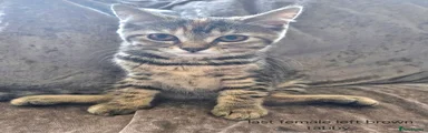 Mixed Breed tabby brown female 
