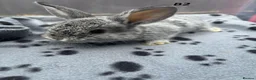 Mini Lop rabbits for sale: 🐰 Beautiful Mini Lop Baby Bunnies– Ready to go 🐰 - Advert 7