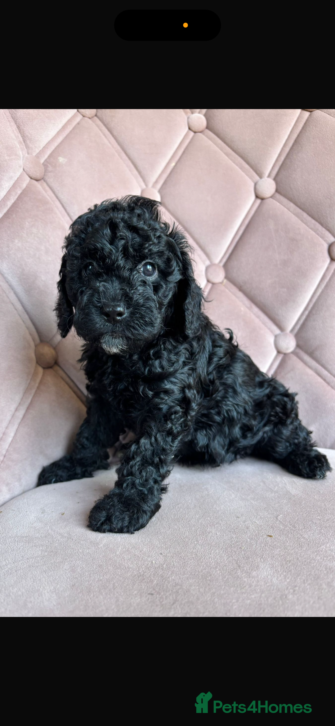 Cockapoo dogs for sale: Cockapoos  - Image 5