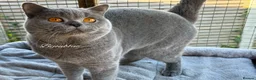 British Shorthair cats for stud: Exclusive Import • World-Class Type - Advert 3