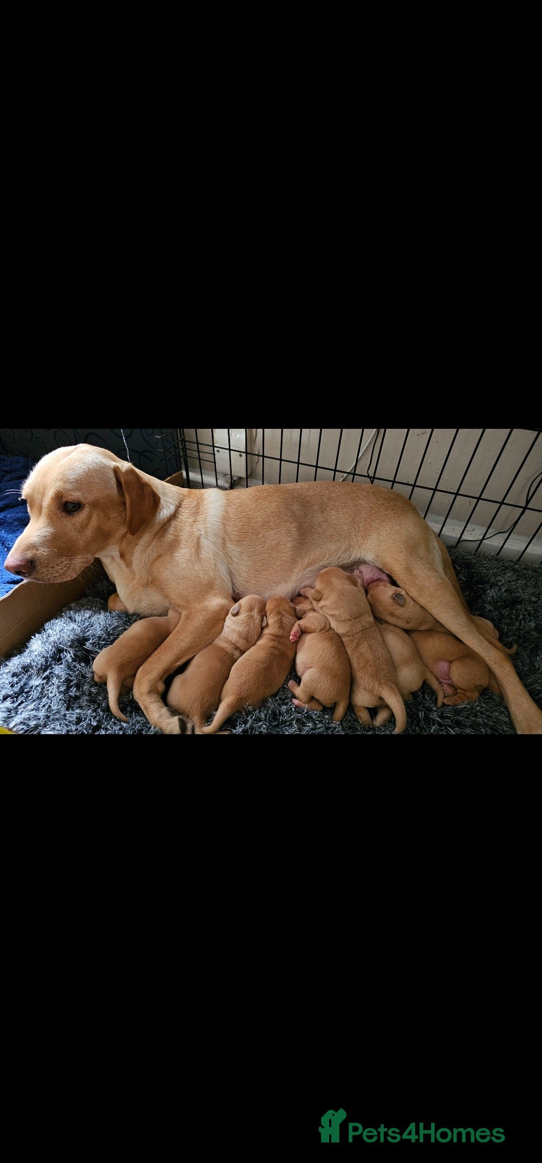 Labrador Retriever dogs for sale: 8 beautiful labrador puppies  - Image 2