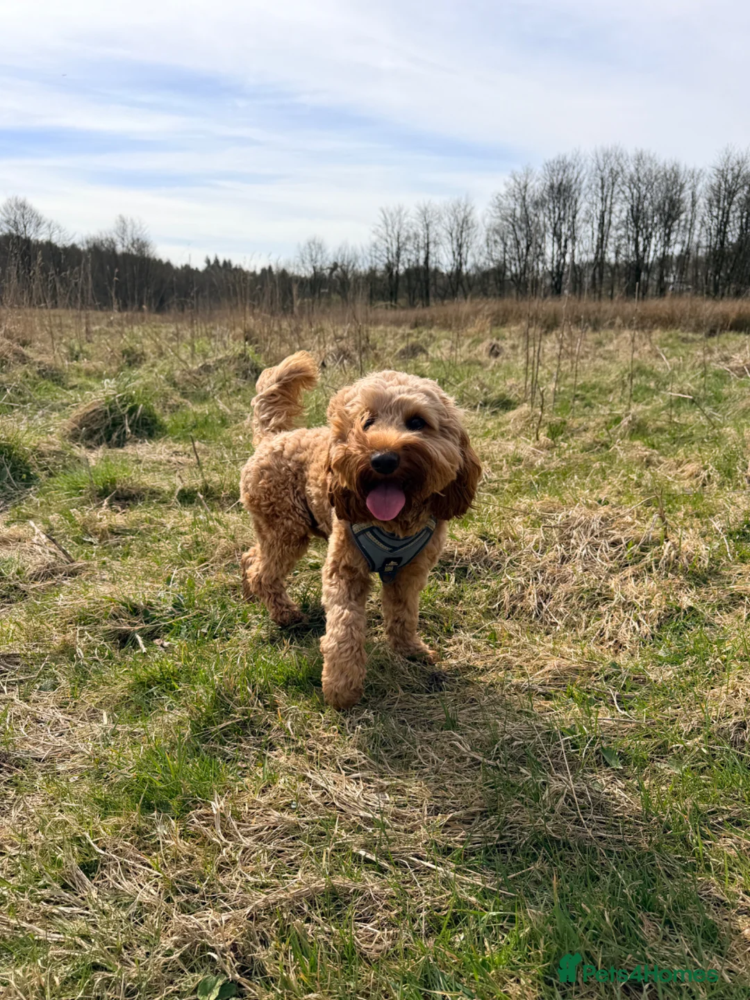 Cockapoo dogs for stud: STUD - DNA Tested Cockapoo (Poodle-Dominant) - Advert 2