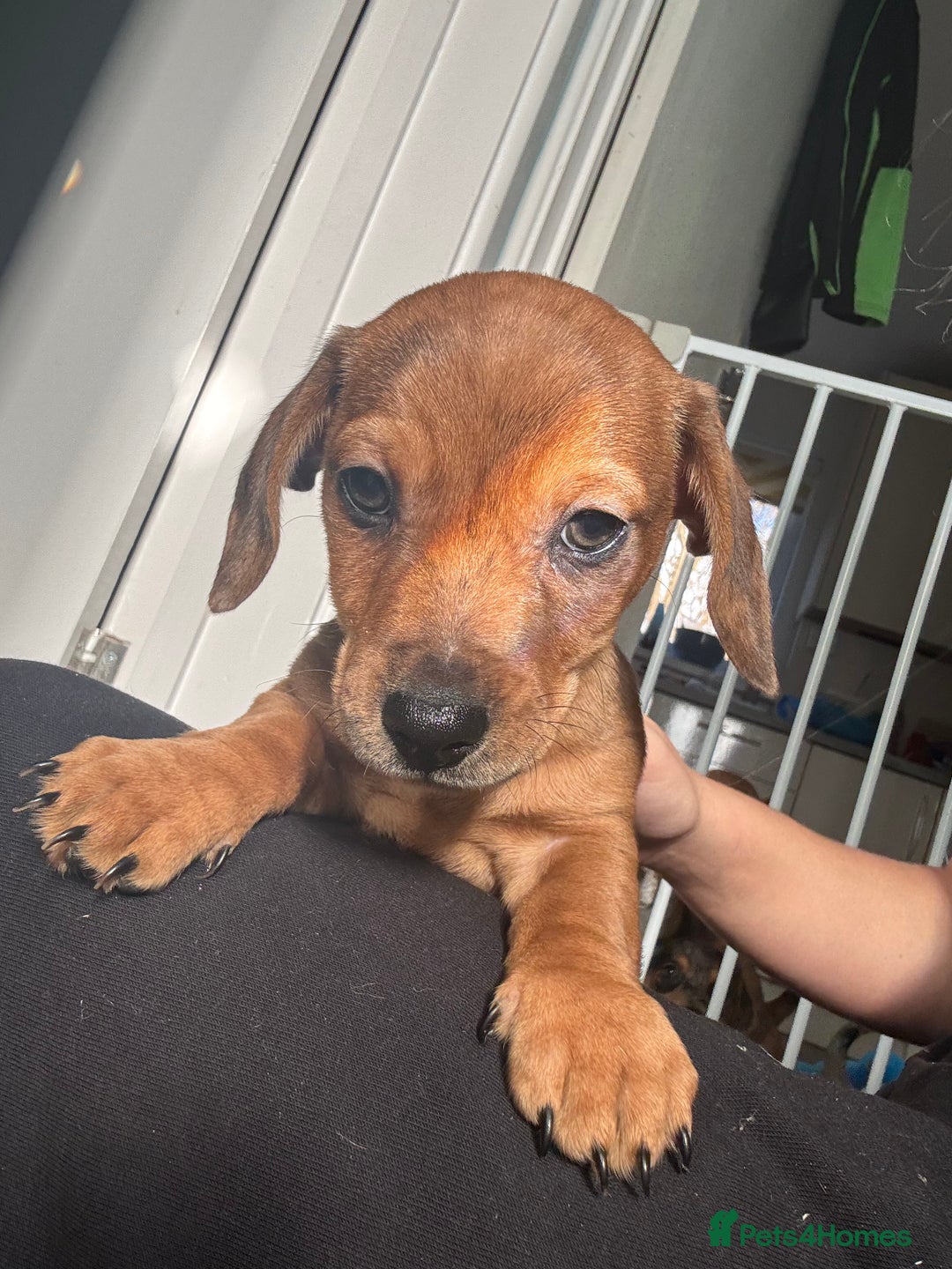 Mixed Breed dogs for sale: Two beautiful brown boys(chocolate& cream &dapple) - Advert 5