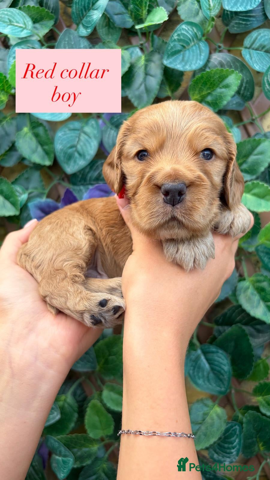 Cocker Spaniel dogs Superb show type cocker spaniel puppies  - Advert 2