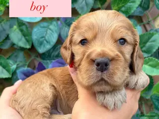 Cocker Spaniel dogs Superb show type cocker spaniel puppies - Advert 1