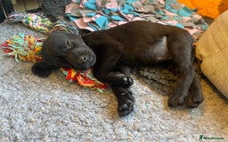 Labrador Retriever dogs for sale:  🐾Gorgeous BLack Labrador Puppies 🐾 - Advert 23