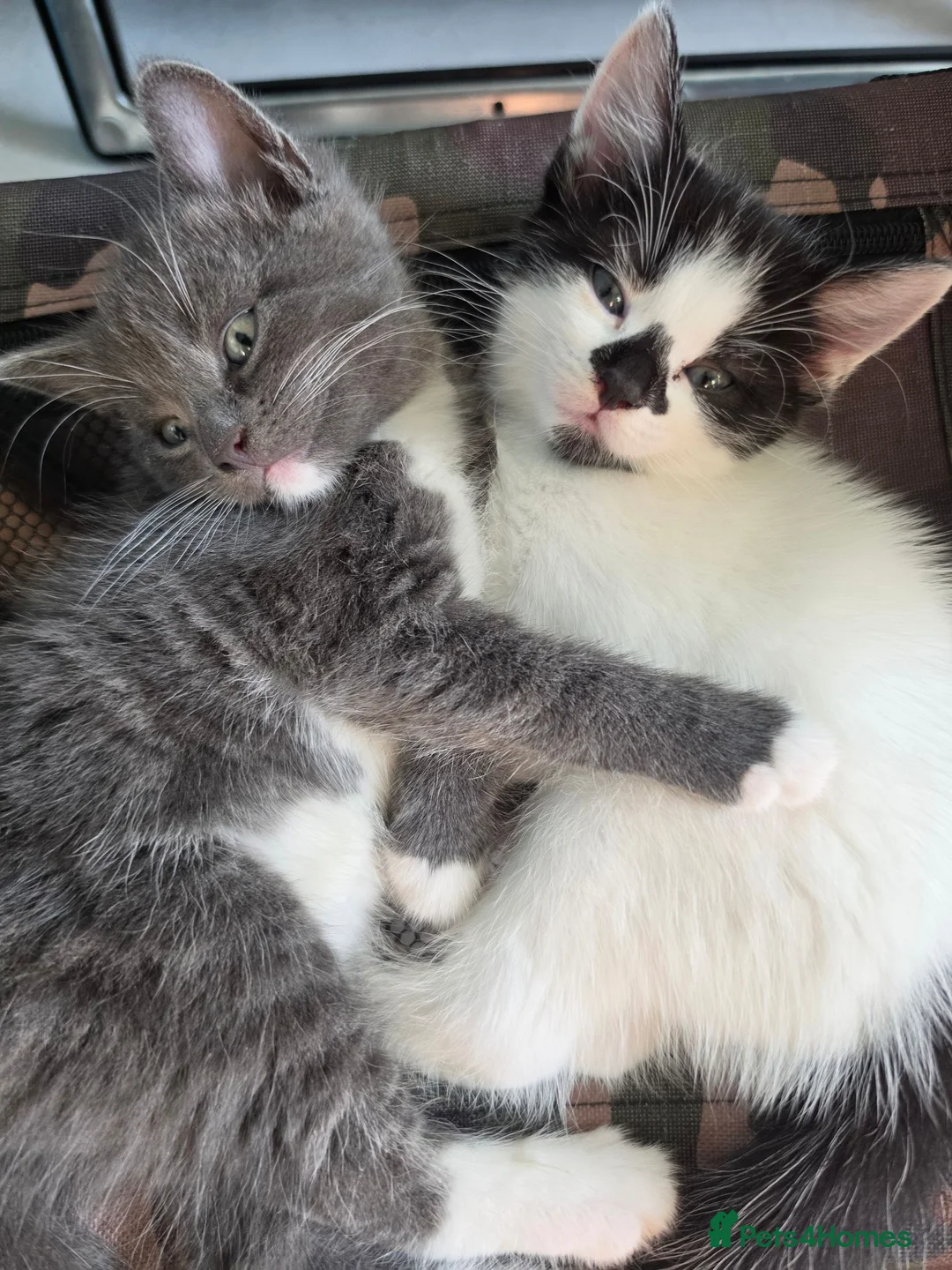 Brazilian Shorthair cats for sale: 4 georgous kittens looking for their forever home - Advert 2