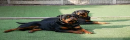 Rottweiler dogs for stud: BEAUTIFUL OLD TYPE BIG BONED ROTTIE! For stud in Mansfield - Advert 27
