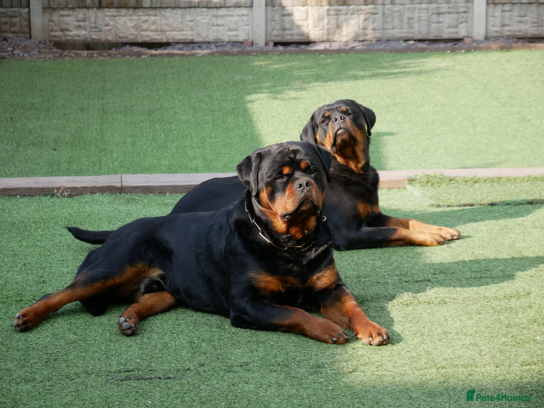 Rottweiler dogs for stud: BEAUTIFUL OLD TYPE BIG BONED ROTTIE! For stud in Mansfield - Advert 27