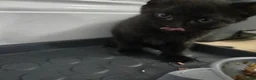 Mixed Breed cats for sale: Cute Fluffy Black Kittens Looking for Homes 🐈‍⬛🖤 - Advert 5