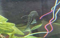 Plecos fish for sale: Royal/blue phantom pleco for sale - Advert 4