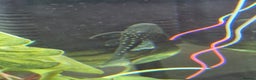 Plecos fish for sale: Royal/blue phantom pleco for sale - Advert 4