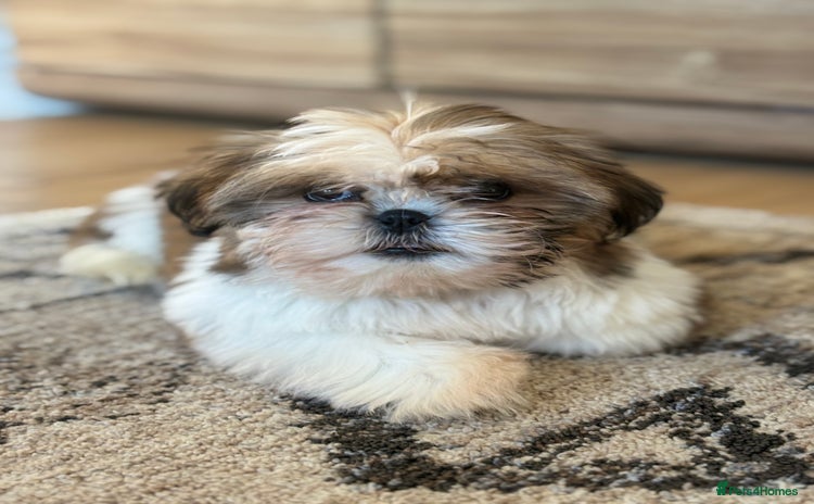Shih Tzu dogs - Advert 14