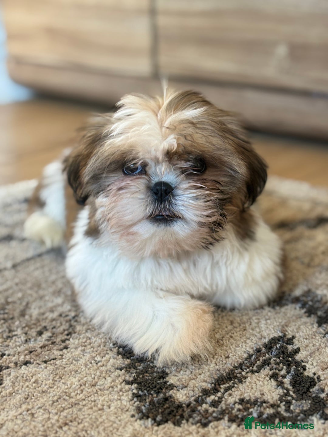 Shih Tzu dogs for sale: Beautiful imperial Shih-tzu boy !!! - Image 1