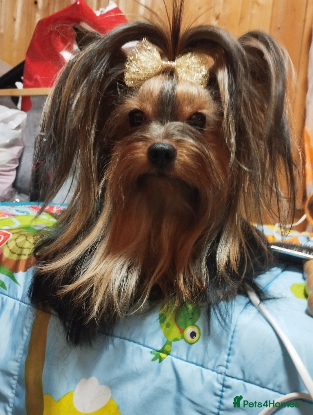 Yorkshire Terrier dogs for sale: 💝💝Beautiful miniature babies 💝💝 - Image 2