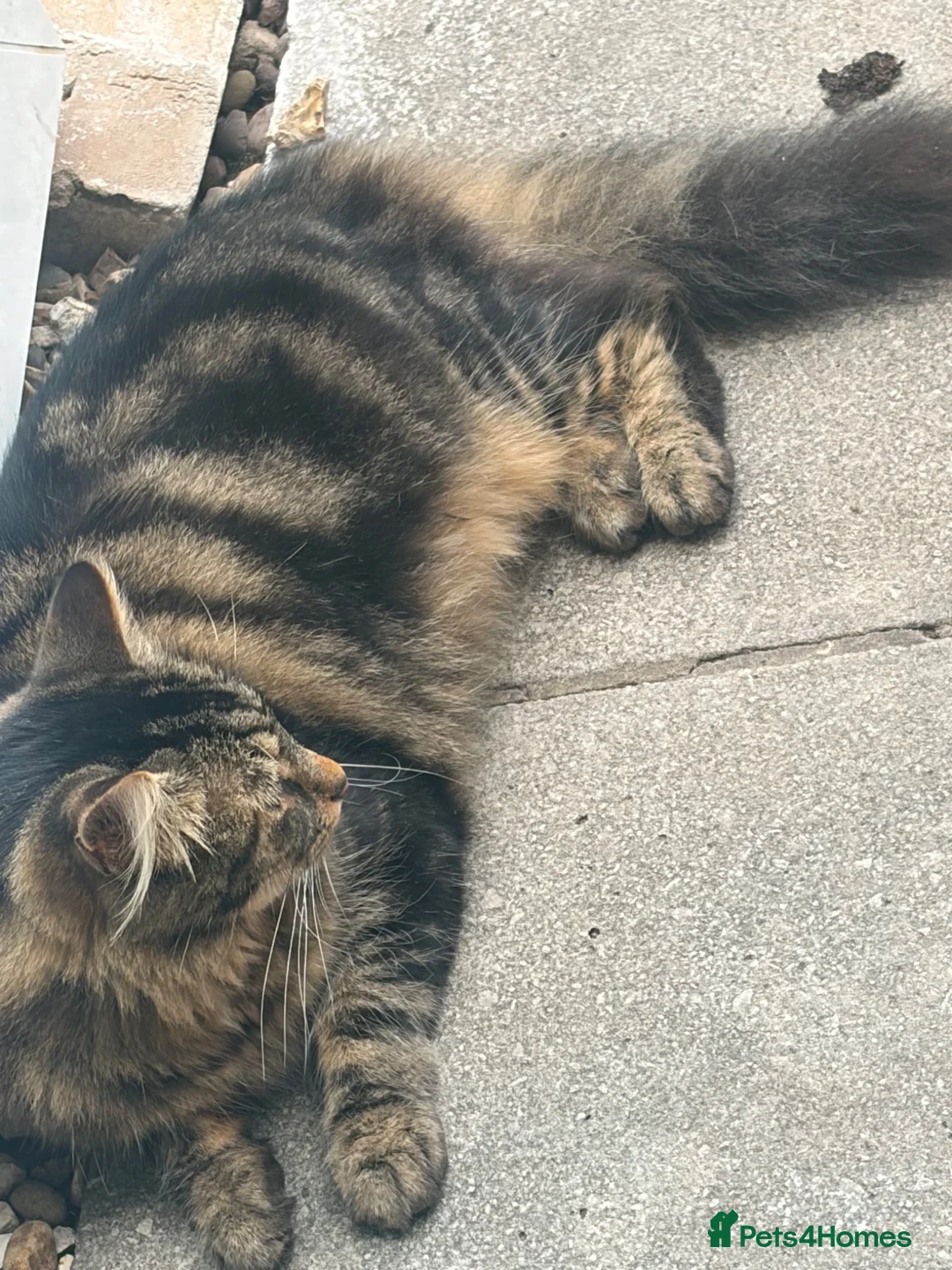 Mixed Breed cats for sale: Marshall needs a home - Advert 3