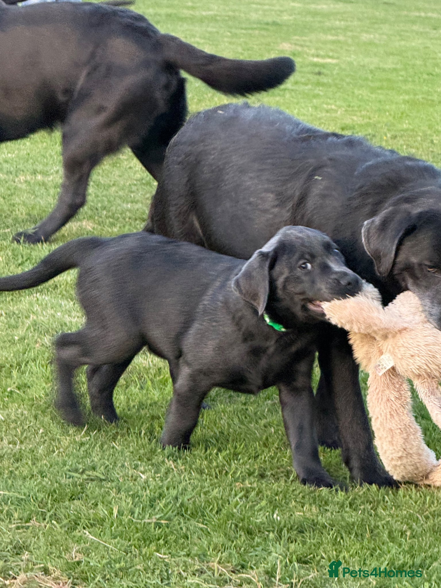 Labrador Retriever dogs READY NOW! LAST FEW BOYS KC Charcoal Labs - Tested - Advert 2