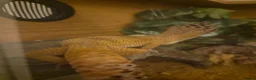 Leopard Gecko reptiles for sale: Leopard Gecko - ready to go - Advert 6