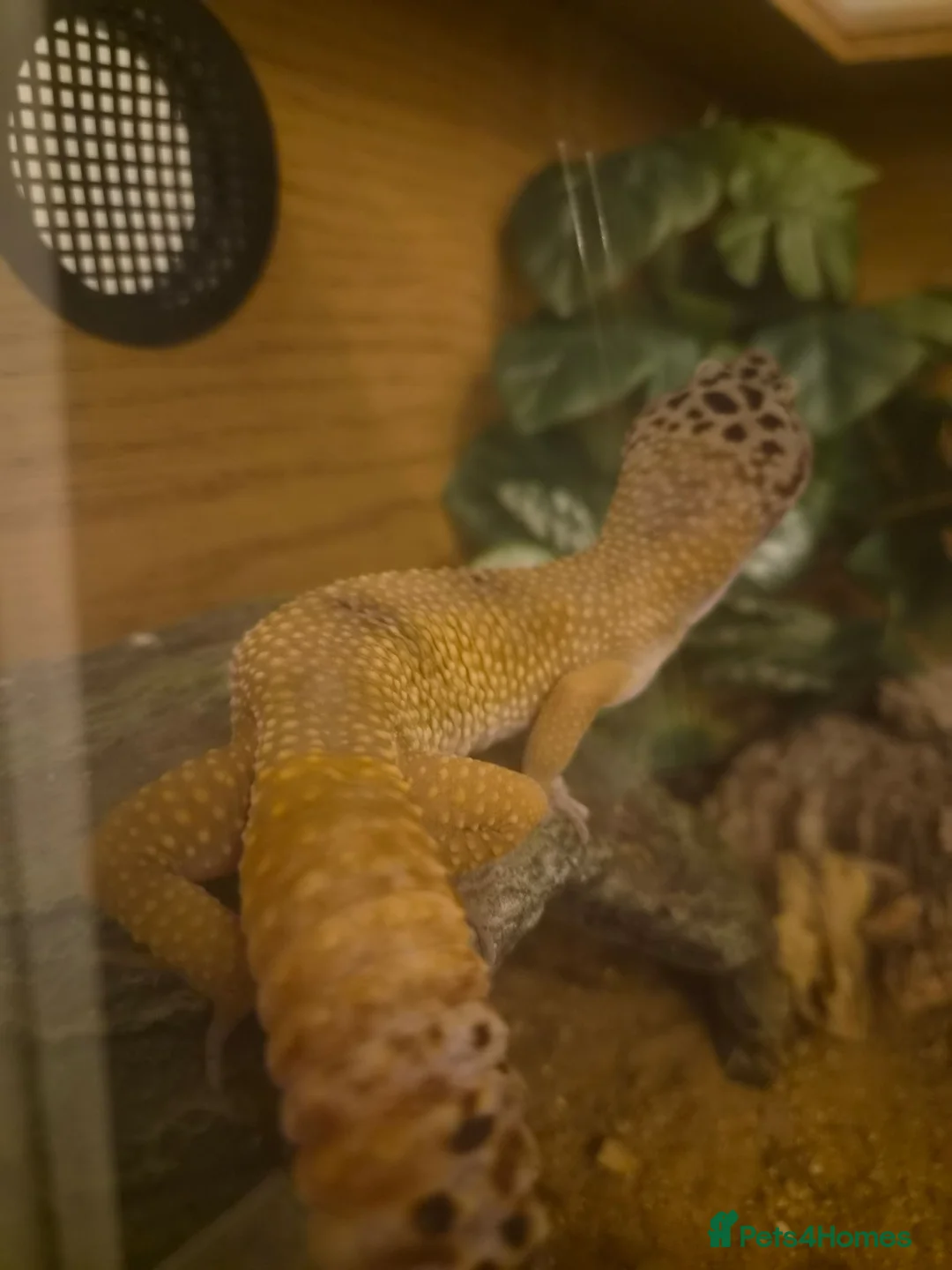Leopard Gecko reptiles for sale: Leopard Gecko - ready to go - Advert 6