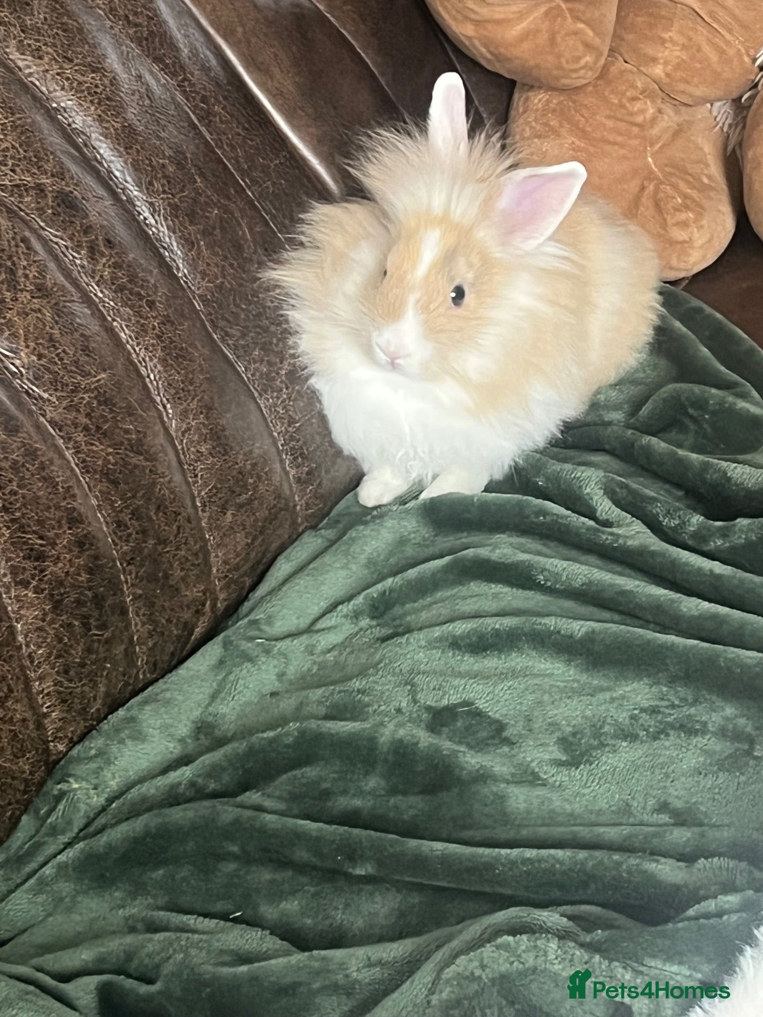 Lionhead rabbits 10 week old gorgeous girly 😍 - Advert 10