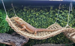 Bearded Dragon reptiles for sale: Alex looking for a loving home  - Image 4