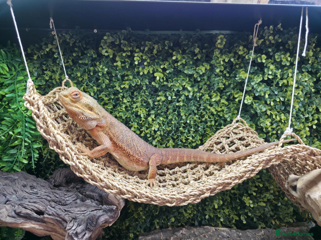 Bearded Dragon reptiles for sale: Alex looking for a loving home  - Image 4