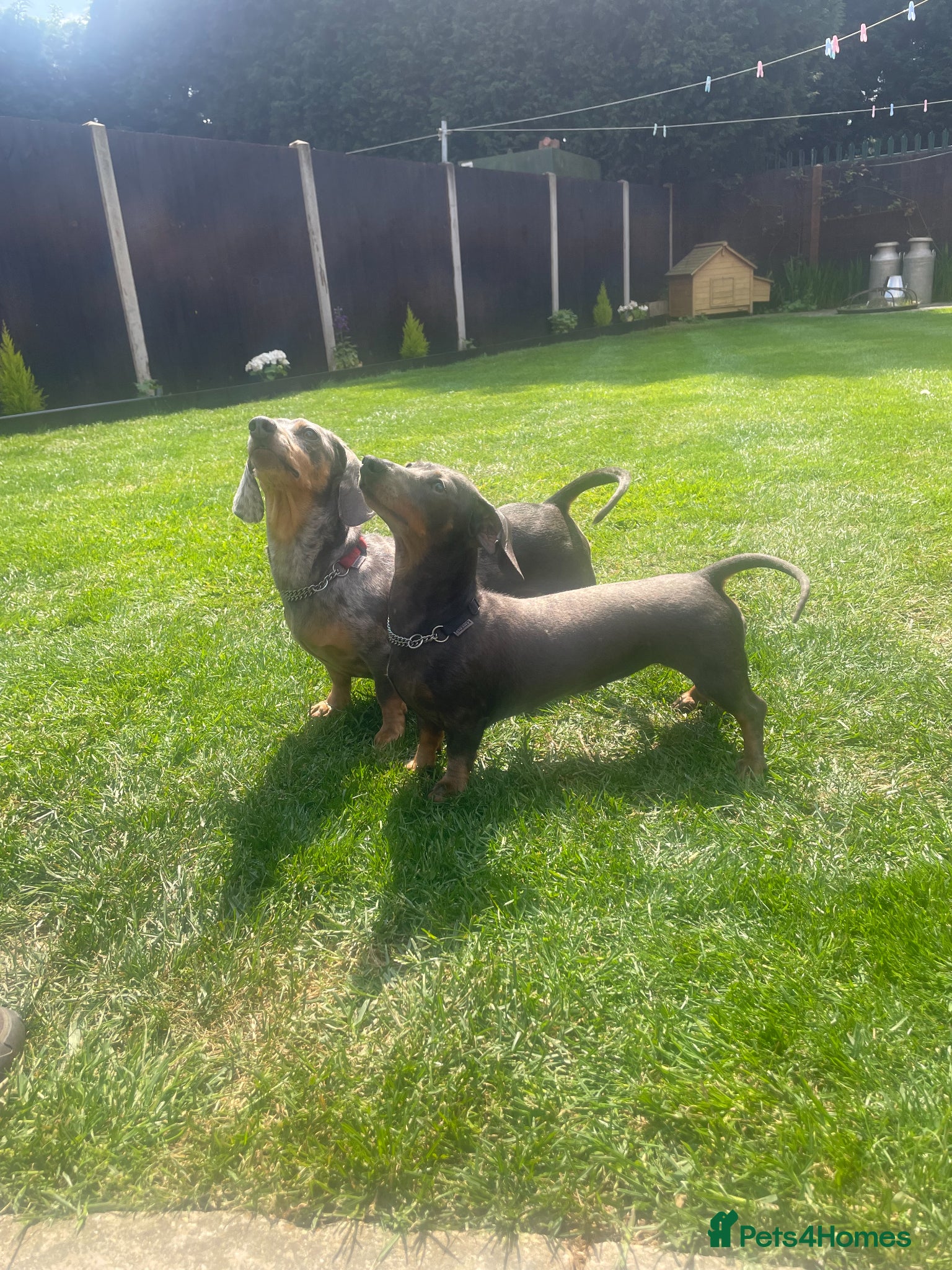 Miniature Dachshund dogs £600 Pair Miniature Dachshunds seeking loving home - Advert 1
