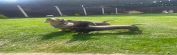 Miniature Dachshund dogs for sale: £600 Pair Miniature Dachshunds seeking loving home in Newark - Advert 1