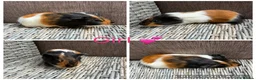Guinea Pig rodents for sale: Male & Female piggies looking for new laps - Advert 30