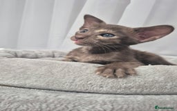 Oriental cats for sale: Oriental and Siamese Gccf registered kittens. - Image 3