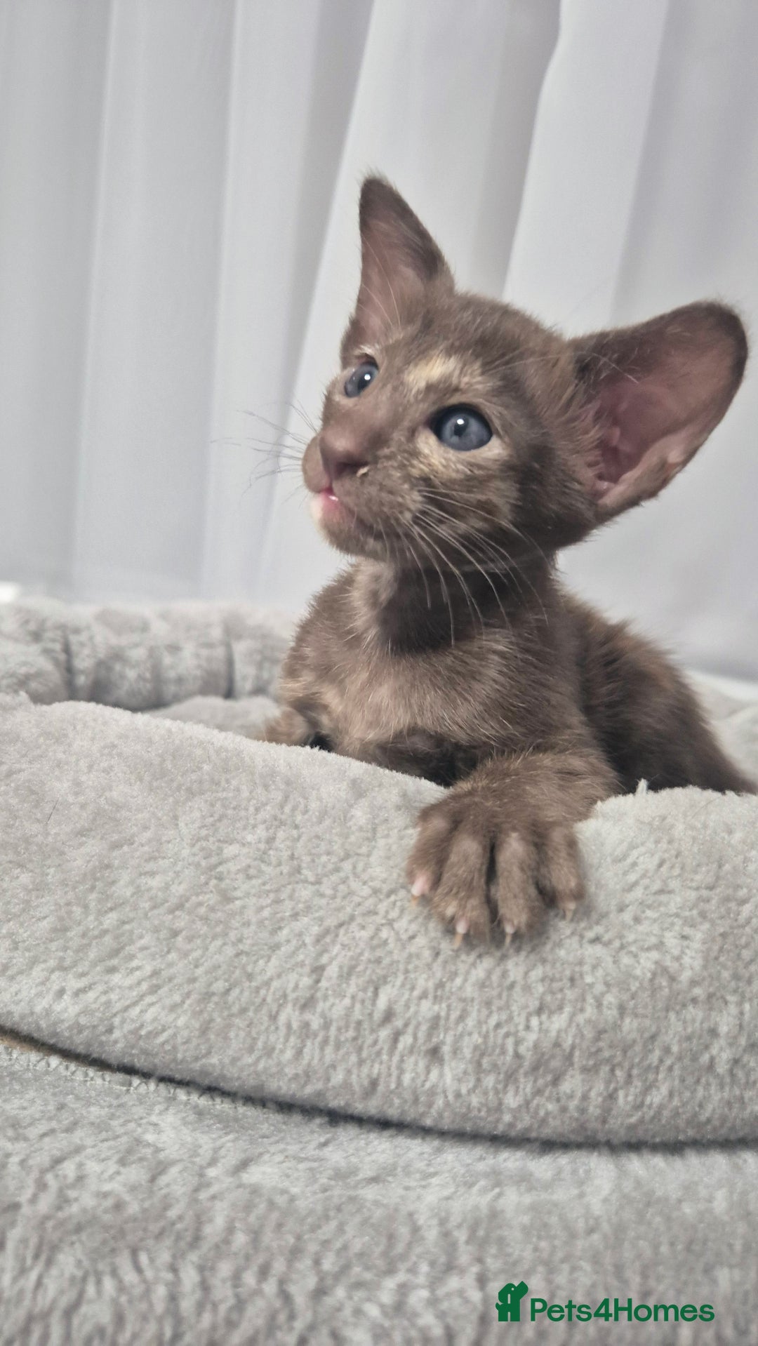 Oriental cats for sale: Oriental and Siamese Gccf registered kittens. - Image 3