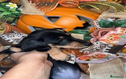 Miniature Dachshund dogs for sale: Last 3 beautiful mini dachshunds - Image 9