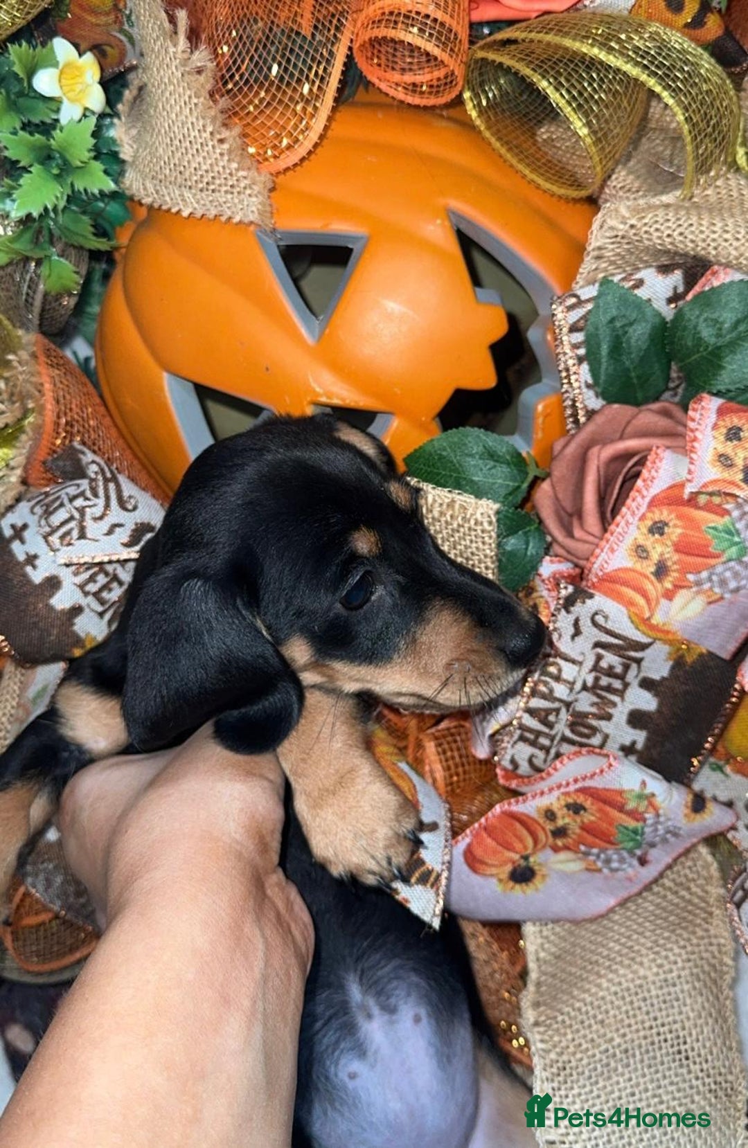 Miniature Dachshund dogs for sale: Last 3 beautiful mini dachshunds - Image 9