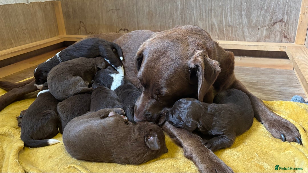 Labradoodle dogs for sale: Irresistible Labradoodles  - Image 4
