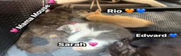 Mixed Breed cats for sale:  Beautiful cuddly kittens  - Advert 19