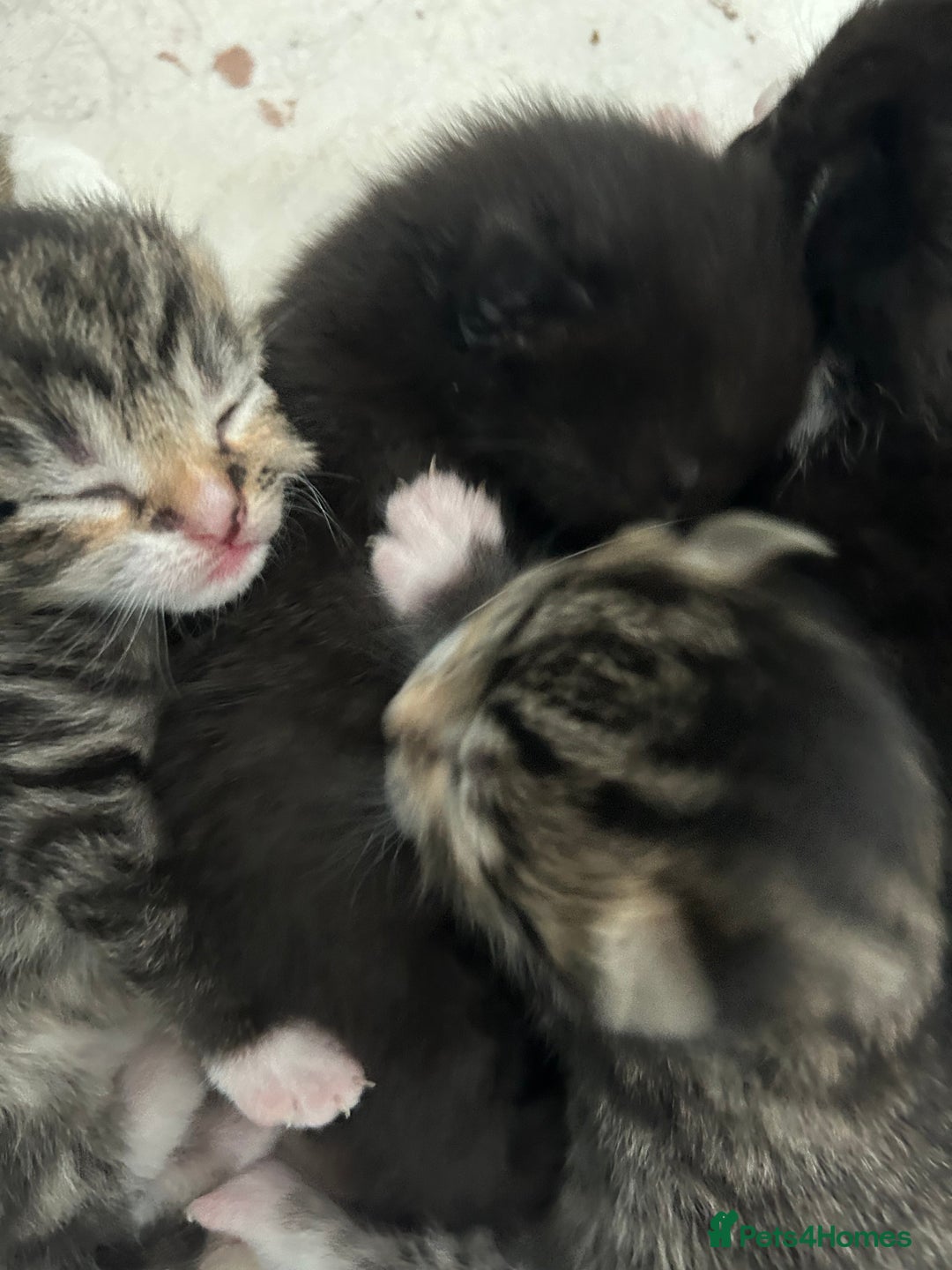 Mixed Breed cats for sale: Beautiful kittens 4 weeks old - Image 6