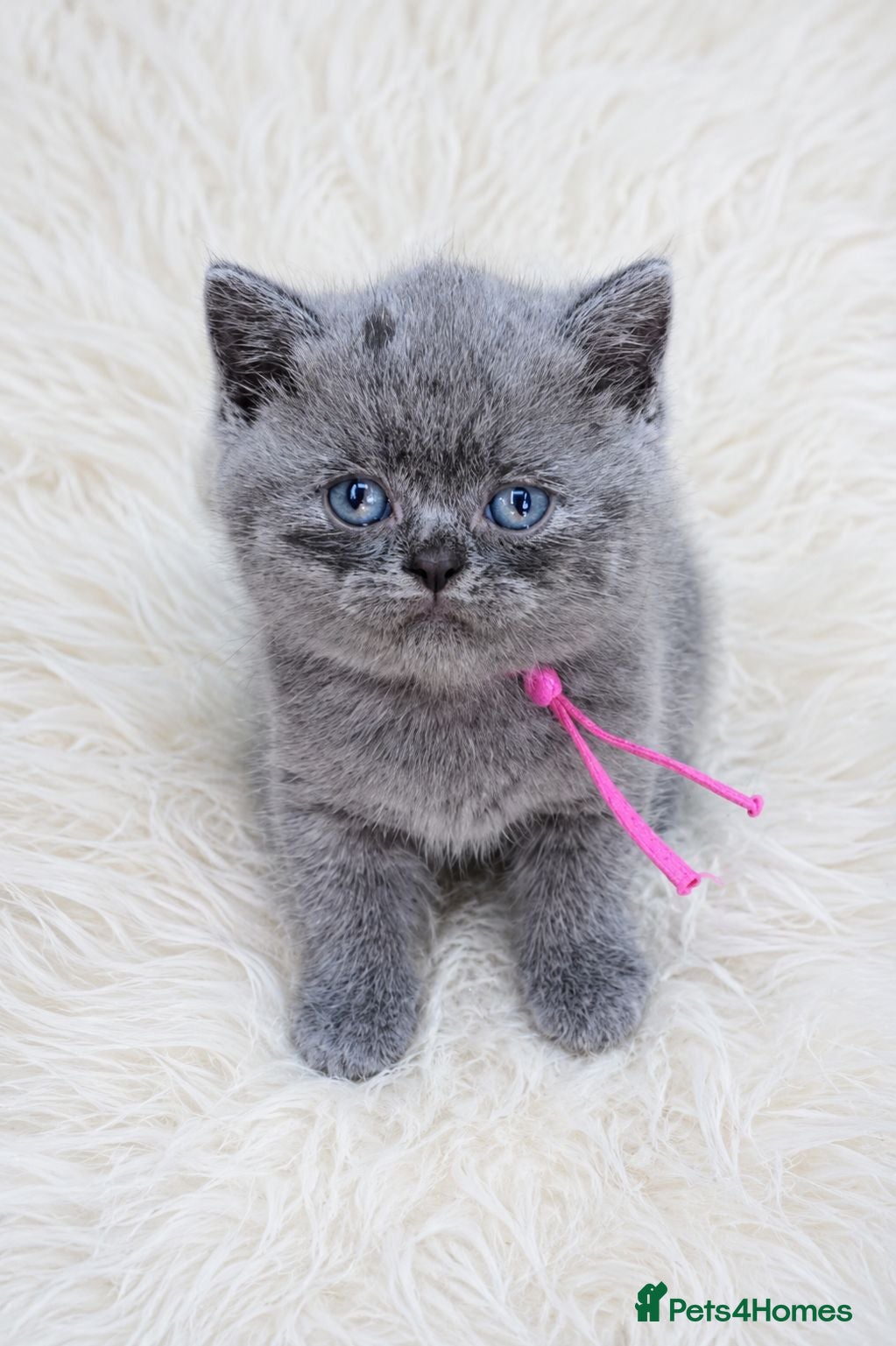 British Shorthair cats GCCF/TICA registered beautiful litter - Advert 2