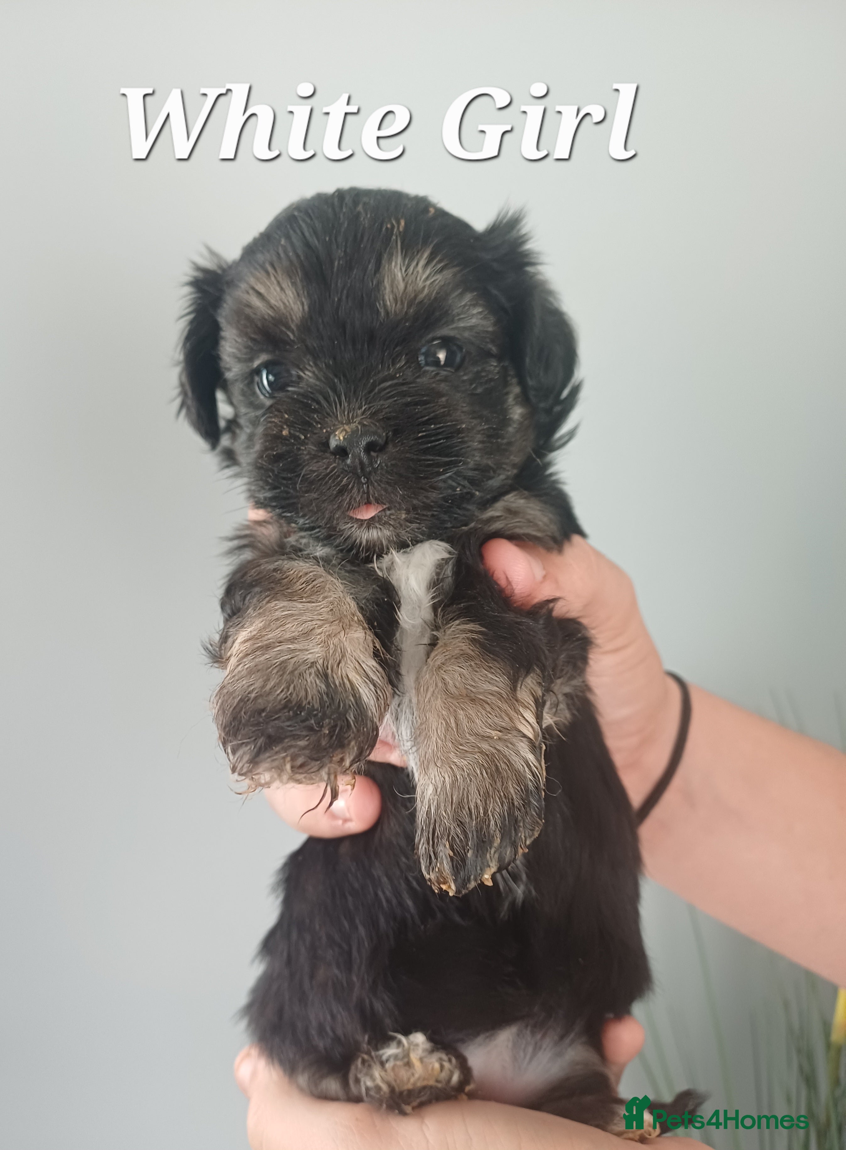Lhasa Apso dogs Lhasa Apso puppies - Advert 2