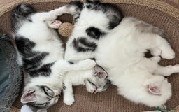Persian cats for sale: Doll face Persian x - Image 2