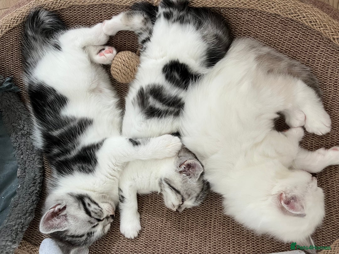 Persian cats for sale: Doll face Persian x - Image 2