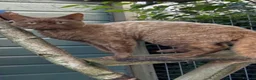 Devon Rex cats for sale: Beautiful pedigree lilac Devon Rex girl  - Advert 5