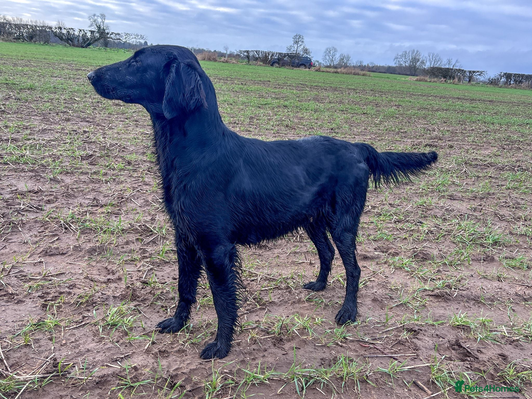 Mixed Breed dogs Stunning and rare, Flat Coat X Golden Retrievers - Advert 6