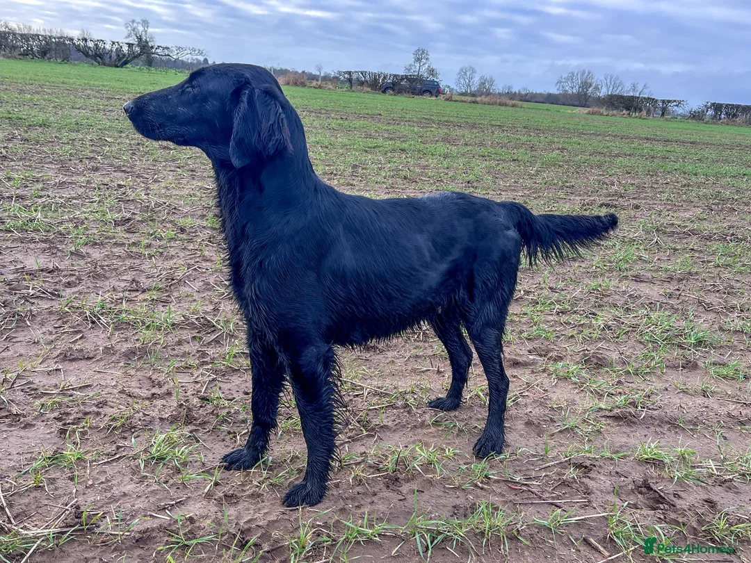 Mixed Breed dogs for sale: Stunning and rare, Flat Coat X Golden Retrievers - Advert 1