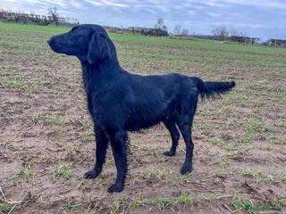 Mixed Breed dogs Stunning and rare, Flat Coat X Golden Retrievers - Advert 1