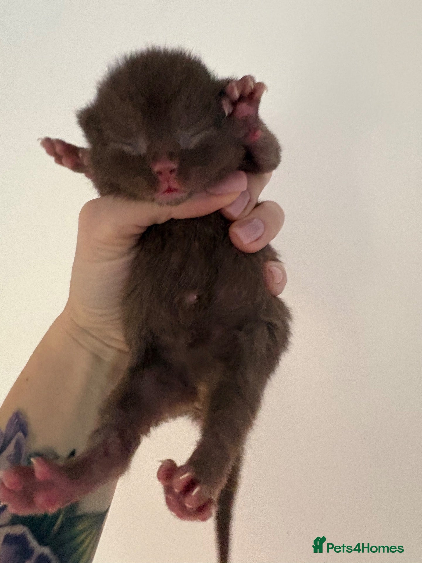 British Shorthair cats for sale: Chocolate ONE BOY AVAILABLE Awaiting list - Advert 11