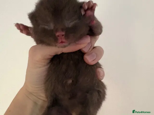 British Shorthair cats for sale: Chocolate ONE BOY AVAILABLE Awaiting list - Advert 11