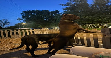 Mastiff dogs Betty - Advert 1