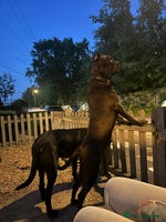 Mastiff dogs Betty - Advert 3