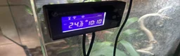 Frog reptiles for sale: RETF in an Exo Terra 60x60x45 Bioactive Terrarium in Tadley - Advert 8